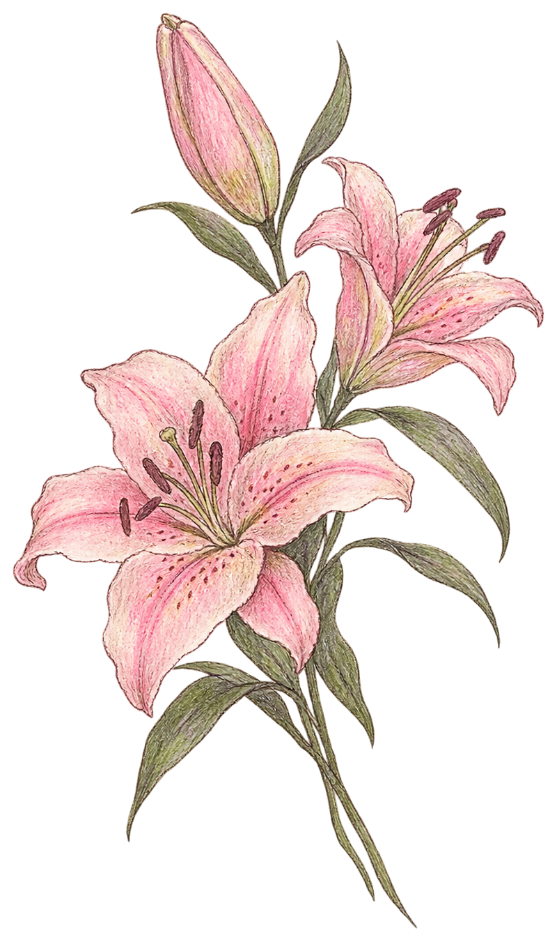 An illustration of soft pink lilies and green leaves